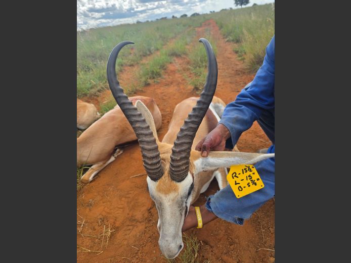 Kalahari Springbok Ram