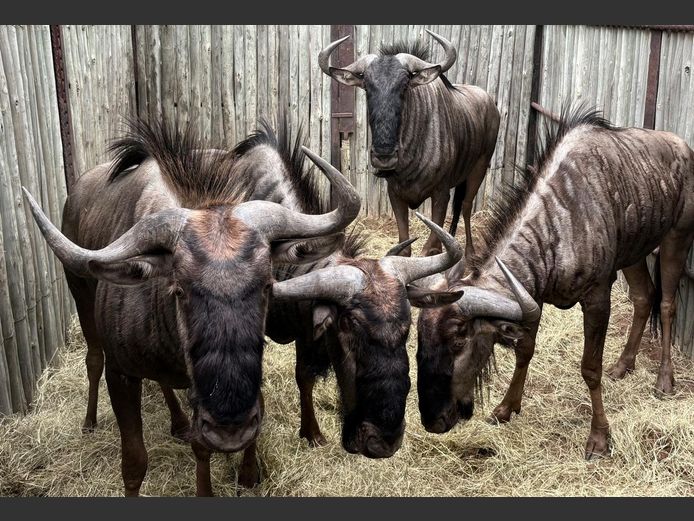 Blou Wildebees Bulle