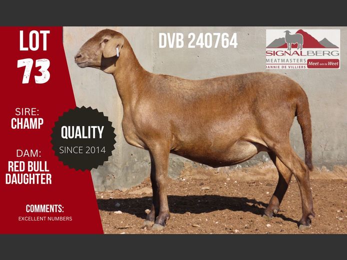 DVB 240764 | SIGNALBERG MEATMASTERS