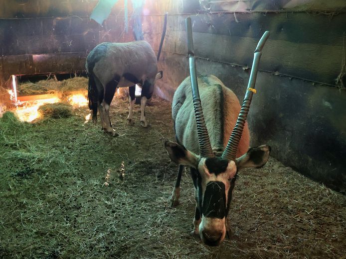 GEWONE GEMSBOK | AWIE BADENHORST