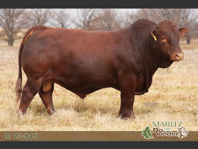 M230845 | Maritz Bovelders