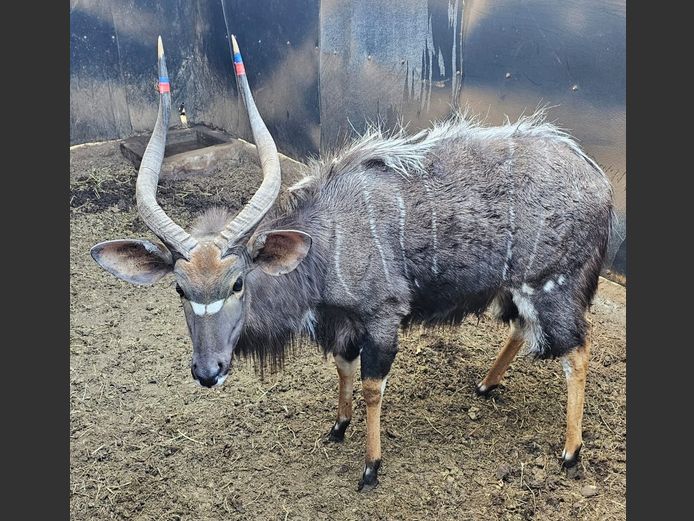 NYALA | THABA ENTLE