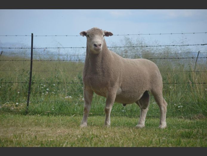 T 240284 | TWEE BROERS DORMER STOET