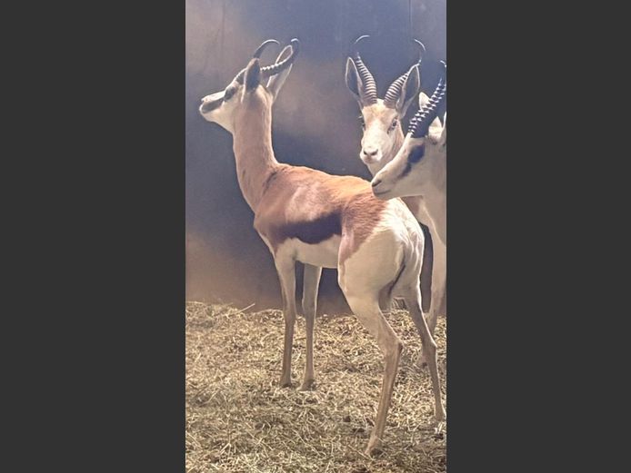 Konings Springbok Ram