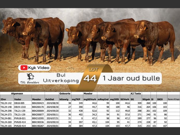 1 YEAR OLD BULLS