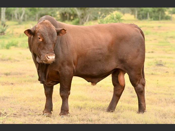 JOY 240006 | FETTING LIVESTOCK TRUST