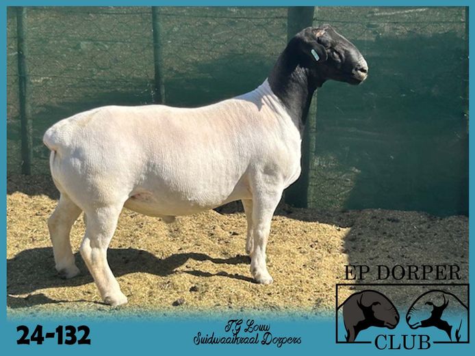 24-132 | JG Louw - Suidwaaikraal Dorpers