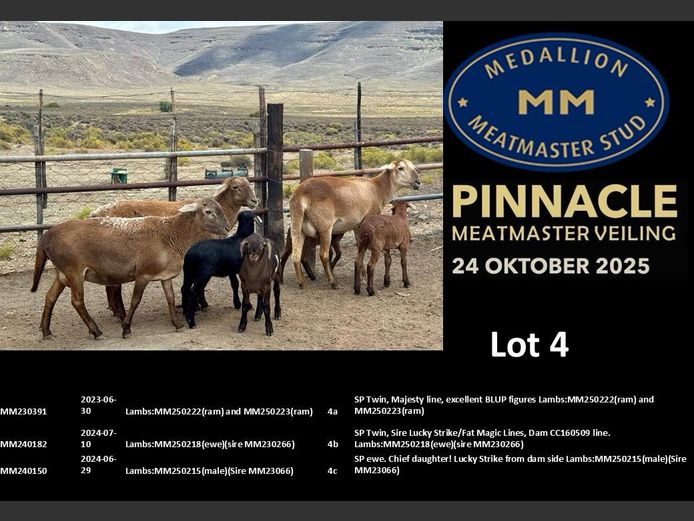 MM  240150 | MEDALLION MEATMASTER STOET