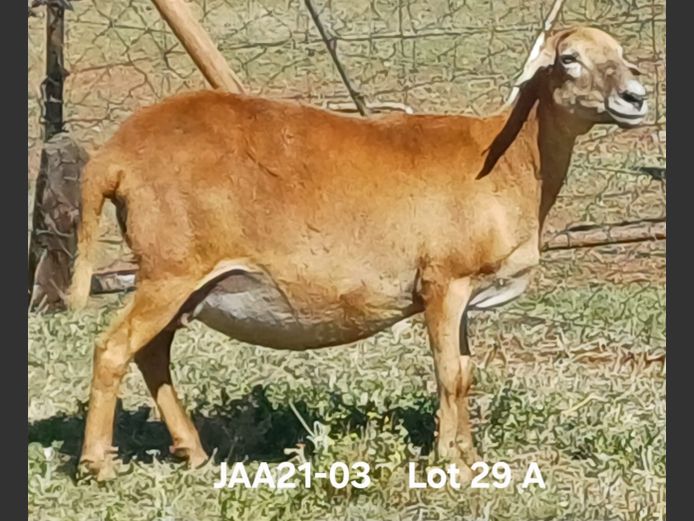 JAA 21-03 | Aucamp Meatmasters