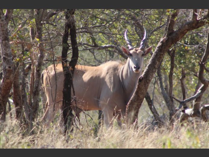 Eland