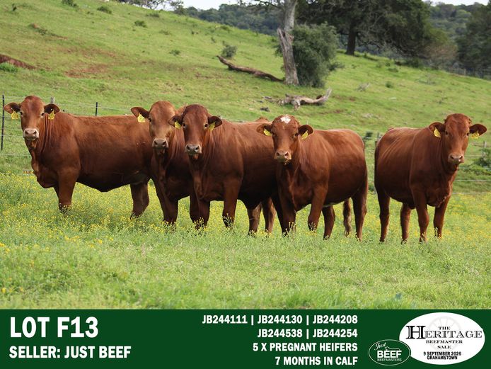 Female Animals | Just Beef