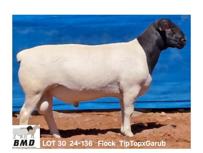 24-136 | BROER MARITZ DORPERS