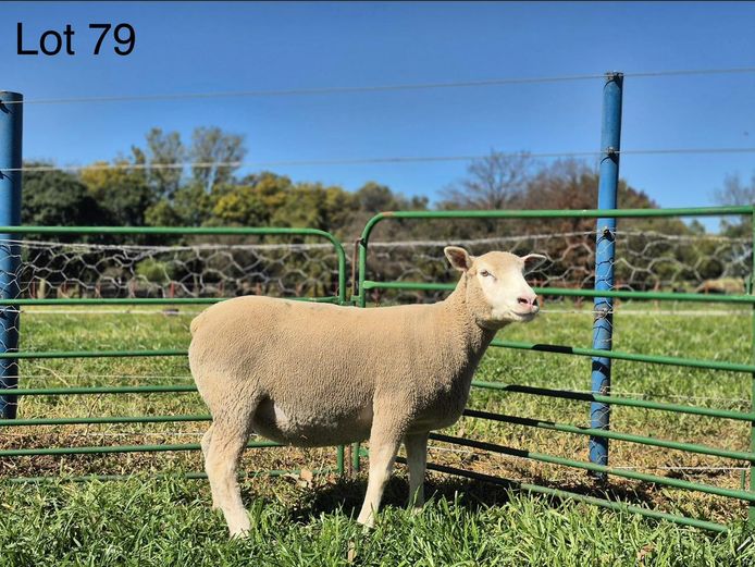 LR  230051 | TAPPS INVESTMENTS