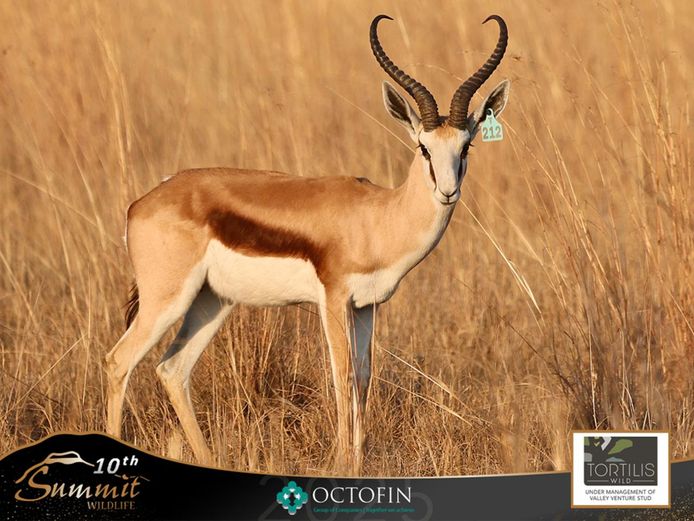 18 3/8" Springbok Ram