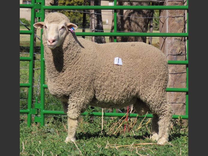 213 | Rooipoort Poenskop Merinos