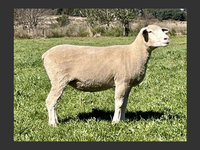 BS 240257 | HAGELAND ILE DE FRANCE
