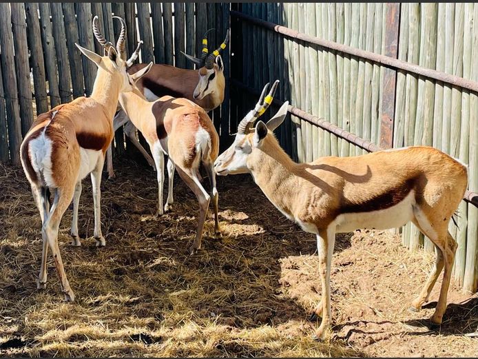 Damara Springbok Ram