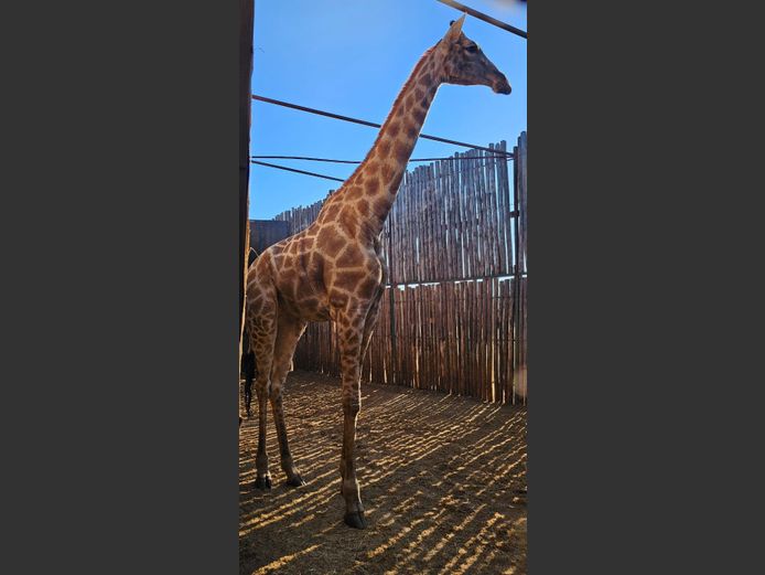 GIRAFFE | BIG HORN