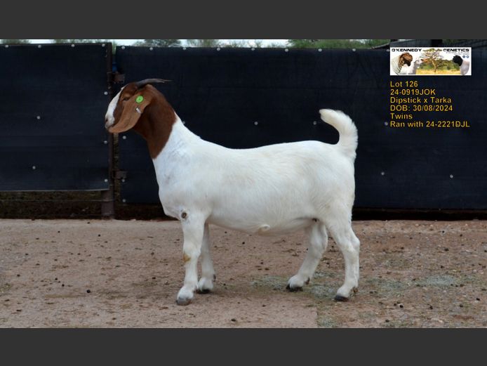 24-0919 JOK | O'KENNEDY GENETICS