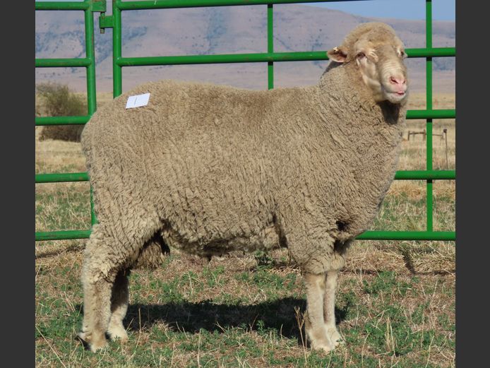 39 | Rooipoort Poenskop Merinos                
