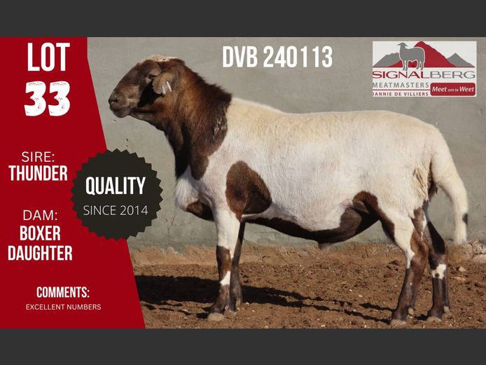 DVB 240113 | SIGNALBERG MEATMASTERS