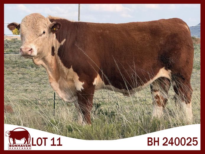 BH240025 P | BONHAVEN HEREFORDS