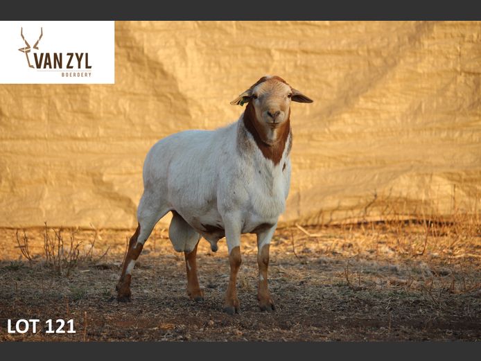 22-10 | VAN ZYL BOERDERY