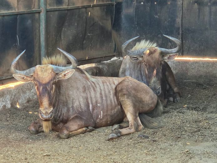 GOUE WILDEBEES | SCHALK VAN ZYL