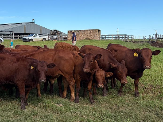 Southwell Cattle Company