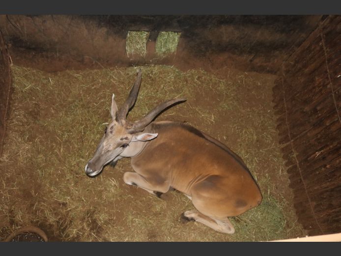 Eland
