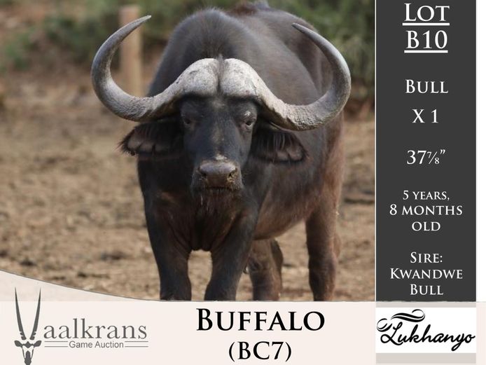 Buffalo Bull