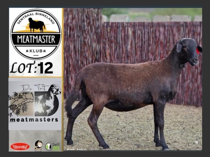 Ooi | Du Toit Meatmasters