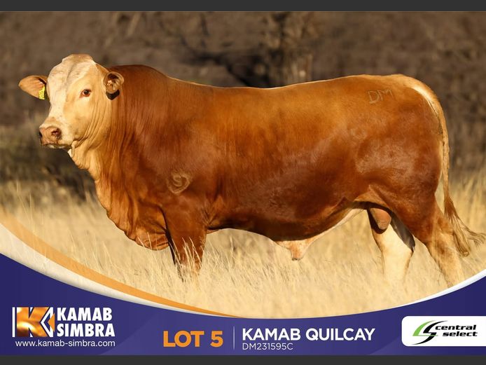 DM231595C | KAMAB SIMBRA
