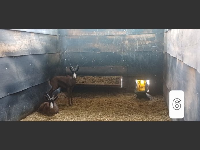 SWART SPRINGBOK | AL BADENHORST