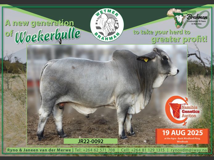 22-0092JR | WETMER BRAHMAN