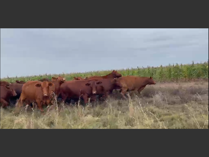 Cattle 
