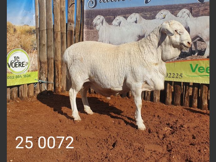25 072 | Johan Stadler