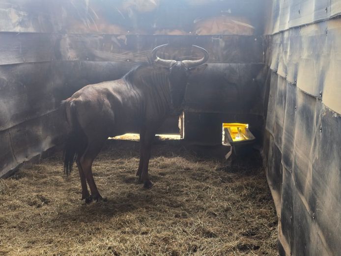 BLOUWILDEBEES | ONGELUKSKOP SAFARI'S