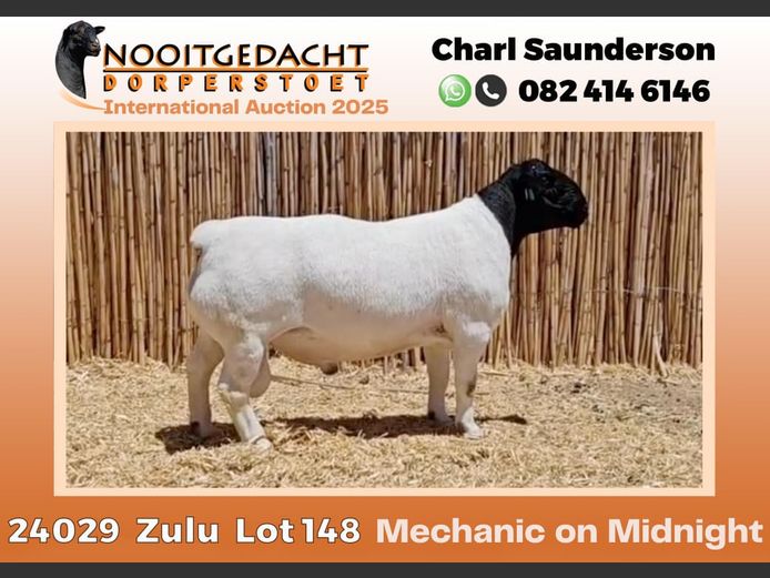 2250 24 0029 | Nooitgedacht Dorpers