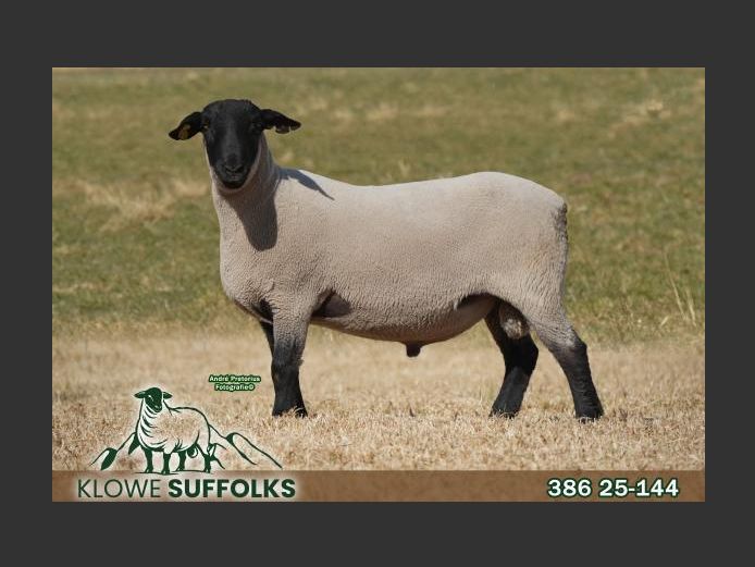 386250144 | C.J. THERON