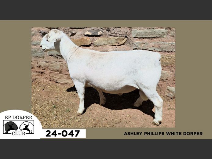 24-047  |  ASHLEY PHILLIPS