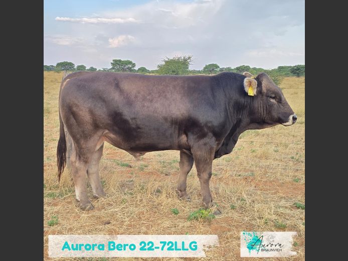 22-0072LLG | AURORA BRAUNVIEH 