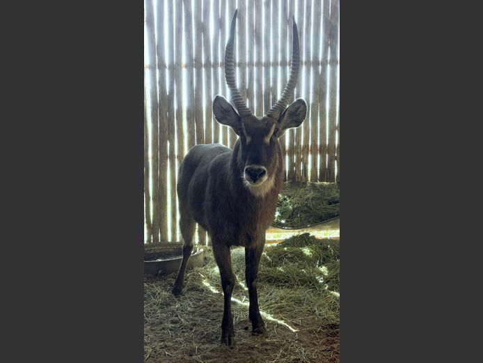 Waterbok Bul