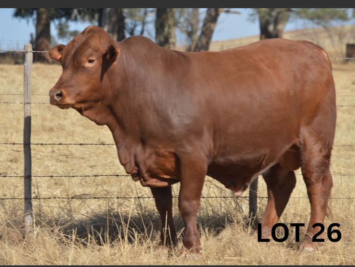 PM24 046 | Muirfontein Beefmasters