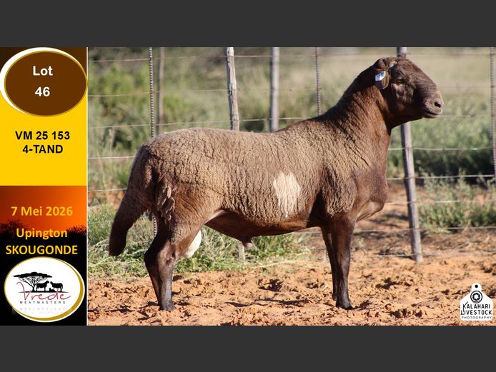 VM 25 153 | VREDE MEATMASTERS