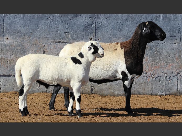 CRL 22.090 | Riaan Liebenberg - Hanri Meatmasters, Upington