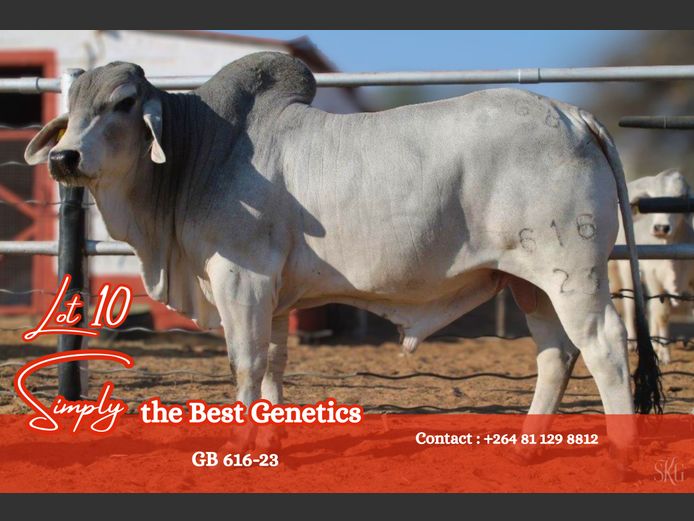 GB 616-23 | GROENEWALDT BRAHMANE