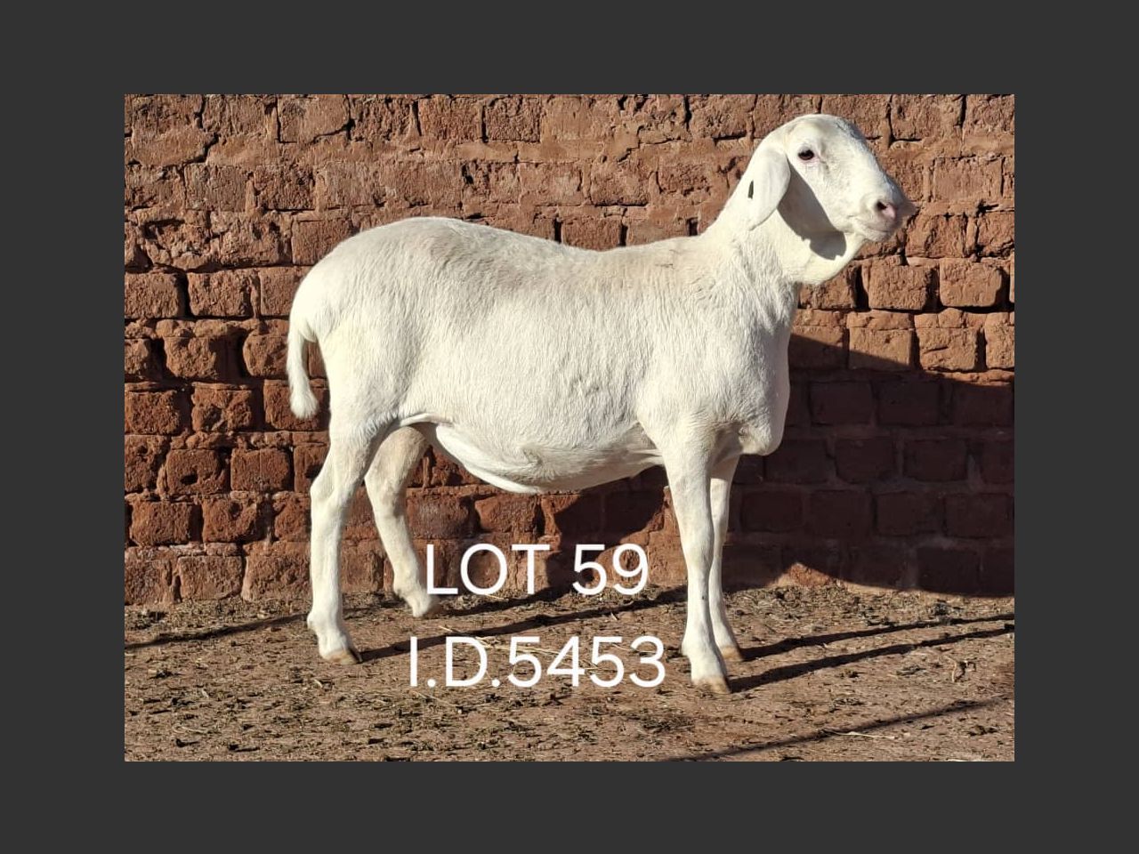 images