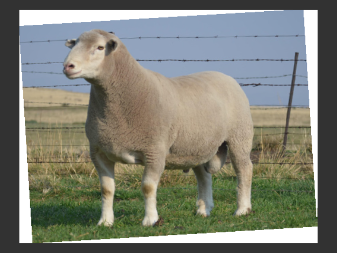 T   230011 | TWEE BROERS DORMER STOET