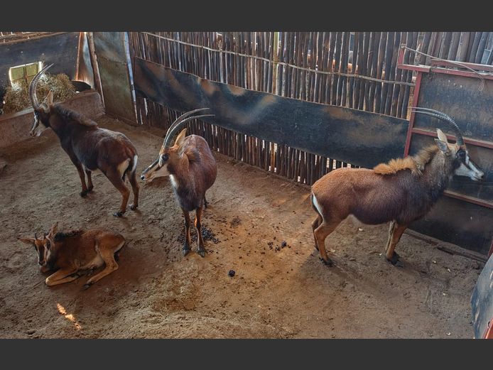SABLE | RENOSTERFONTEIN
BOERDERY